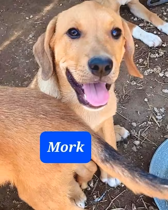 Cucciolo mix retriever