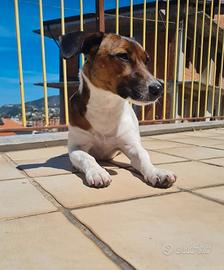 Jack russel