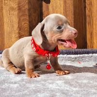 Cucciolata bassotti maschi e femmine