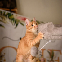 Gatto o peluche?