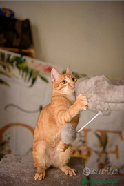 Gatto o peluche?