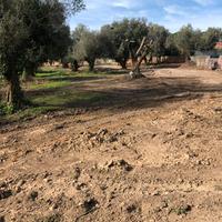 Albero Ulivo secolare