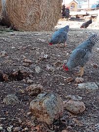 Tacchi, galline anatre
