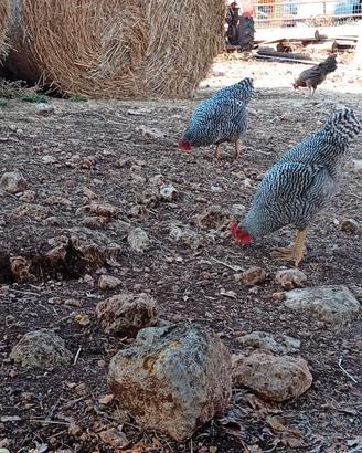 Tacchi, galline anatre