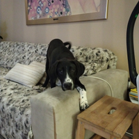 Cucciolo per amanti animali