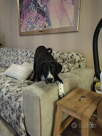 Cucciolo per amanti animali