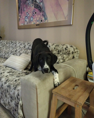 Cucciolo per amanti animali