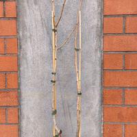 Piante di pistacchio