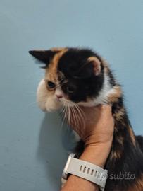 Cucciola Exotic shorthair