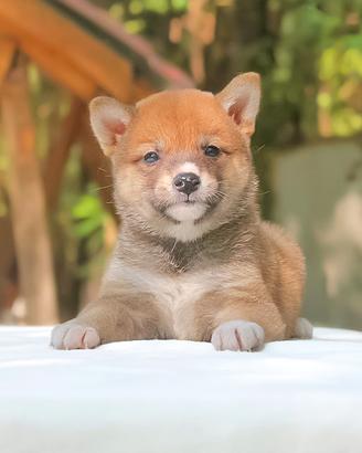 Shiba Inu femmina di due mesi