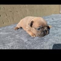 Bulldog francesi blu merle