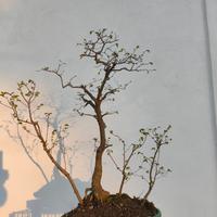 bonsai