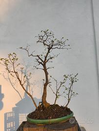 bonsai