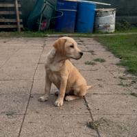 Ultimo cucciolo Labrador