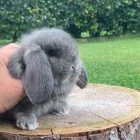 CONIGLIO nano ARIETE FATA PERLATA