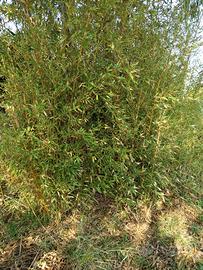 Can ne d bambu