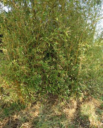 Can ne d bambu