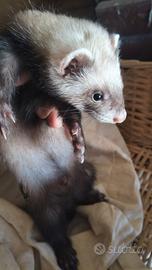 Furetti