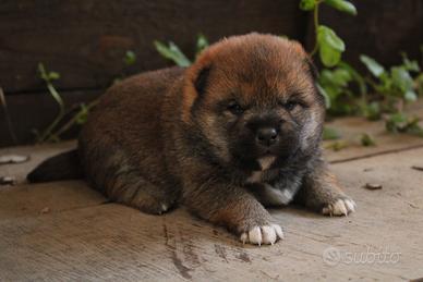 Shiba -inu cuccioli con pedigree