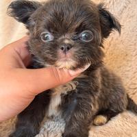 Chihuahua meravigliosa