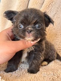 Chihuahua meravigliosa