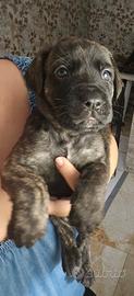 Cucciole di cane corso