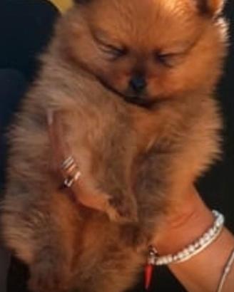 Spitz