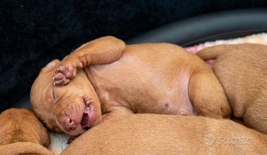 Cuccioli di Cirneco dell' Etna con Pedigree