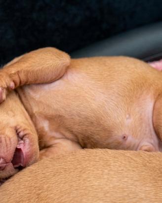 Cuccioli di Cirneco dell' Etna con Pedigree