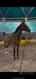 Cangal, cavallo nato nel 2012 che si trova a TS