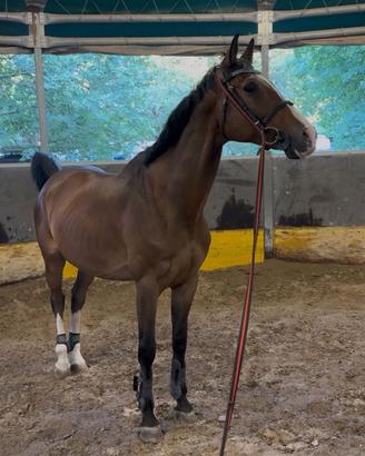 Cangal, cavallo nato nel 2012 che si trova a TS