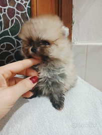 Spitz della pomerania