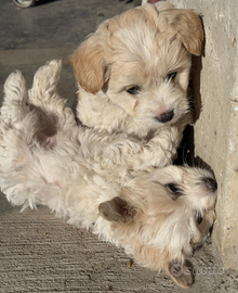 Maltipoo