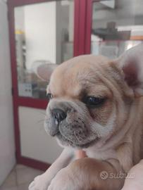 Bulldog francese crema