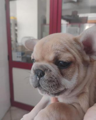 Bulldog francese crema