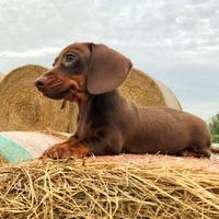 Bassotti cuccioli Kaninchen e Nani Pedigree Enci