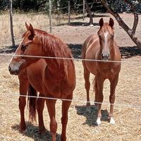 Puledre Quarter horse