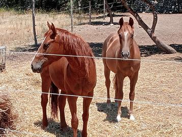 Puledre Quarter horse