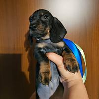 Bassotto maschio nero focato 3 mesi nano pedigree
