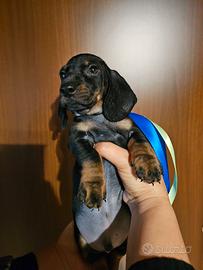 Bassotto maschio nero focato 3 mesi nano pedigree