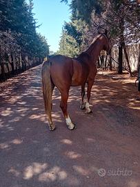 Cavallo olandese
