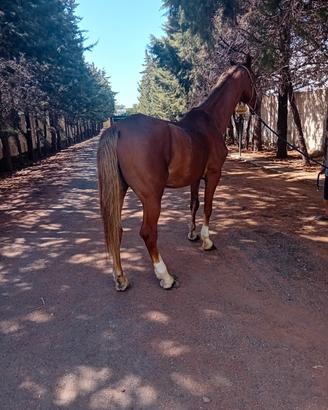 Cavallo olandese