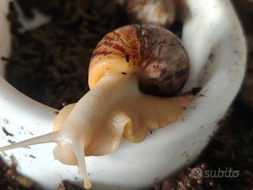 Lumache GIGANTI achatina reticulata