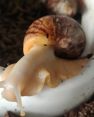 Lumache GIGANTI achatina reticulata