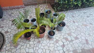 Piante di cycas in vaso varie dimensioni 