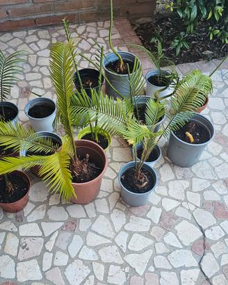 Piante di cycas in vaso varie dimensioni 