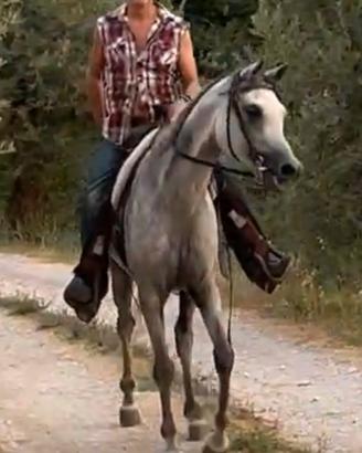 Cavallo Arabo