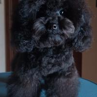 Barboncino Minitoy Nero