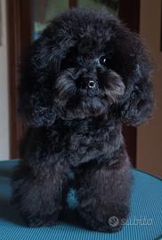 Barboncino Minitoy Nero