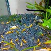 Gamberetti Yellow neon